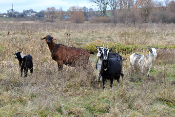goats in the field