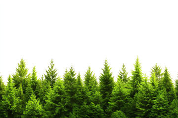 Fototapeta premium A lush green forest with vibrant coniferous trees on a white isolated background.