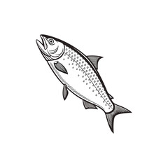 Skipjack shad alosa chrysochloris, fish from North America vector illustration