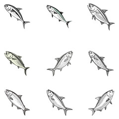 Skipjack shad alosa chrysochloris, fish from North America vector illustration