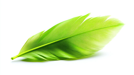 Green leaf on white isolate background, showcasing natural beauty and freshness.