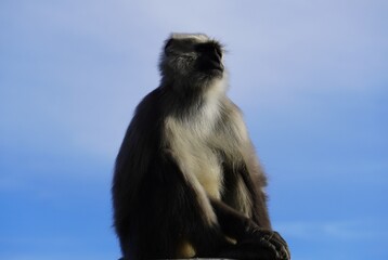 Semnopithecus - Langur