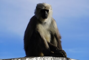 Semnopithecus - Langur
