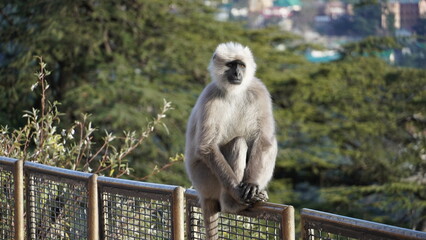 Semnopithecus - Langur