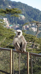 Semnopithecus - Langur