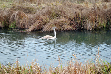a swan on the river