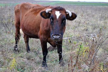 cow on a meadow