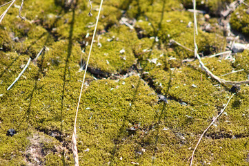 Closeup of green andelariaceae with selective focus on foreground