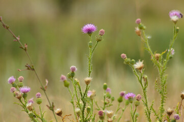 Closeup of spiny plumeless thistle flowers with green blurred plants on background