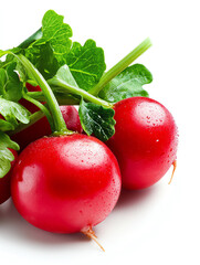Fresh red radishes with green leaves, isolated against a white background.