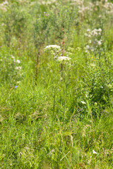 Closeup of common yarrow flowers with selective focus on foreground