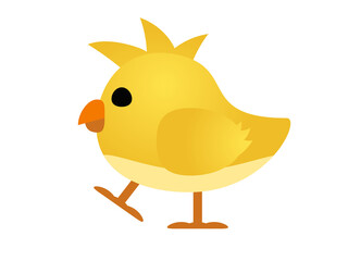 Yellow baby chicken, chick eye and orange month in side view