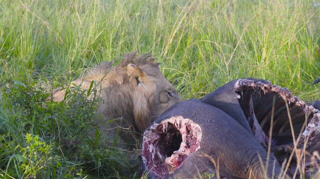 Male Lion Eating a dead African Buffalo at the Maasai Mara, Kenya. 4k slow-motion video.