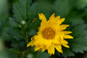 Close-up view showcasing the intricate details of a chrysanthemum's petals