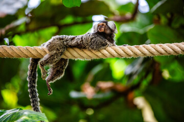 Monkey