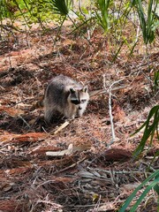 raccoon in the nature © Vincent