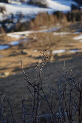 reeds in the snow