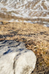 dry grass
