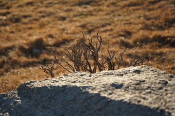 grass on the ground