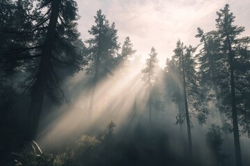 Fototapeta premium A foggy forest reveals tall trees disappearing into mist, while soft sunlight creates an ethereal glow throughout