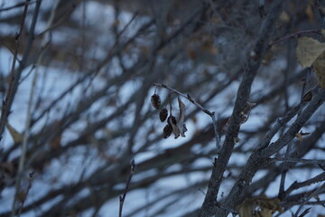 owl on a branch