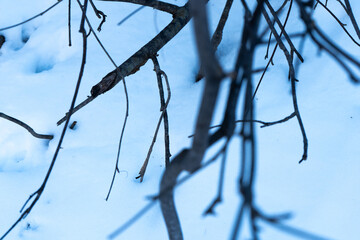 branches covered with snow