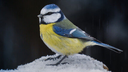 Fototapeta premium blue tit