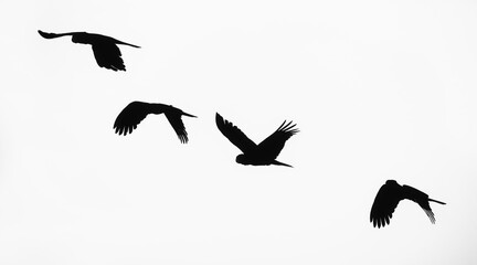 parrots