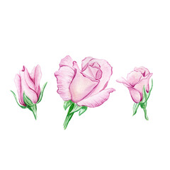 Set of pink roses watercolor