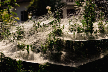 spinnweben im herbst