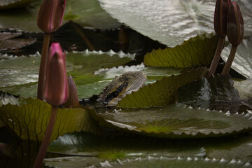 lily and lizard