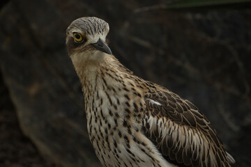 Australian bird 