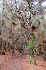 zauberwald auf la palma