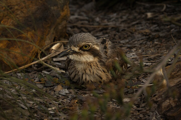 australian bird
