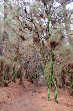 zauberwald auf la palma