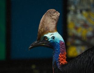 Cassowary in the rain
