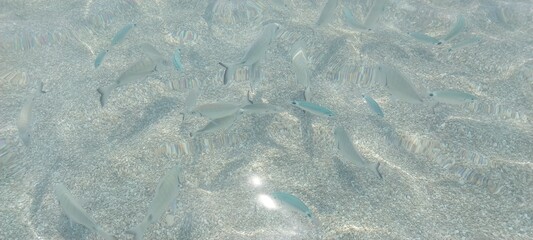 Poissons