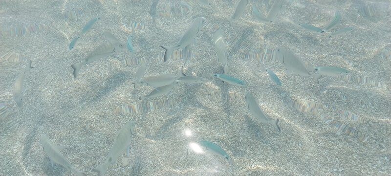 Poissons
