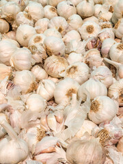 Montón de ajos blancos (Allium sativum) frescos recién cosechados. Ingrediente culinario esencial para diversas recetas. 
