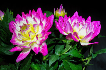 Obraz premium Dahlia flower isolated on black background.