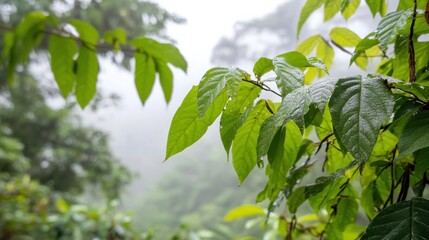 Obraz premium Misty Jungle with Lush Green Leaves and Soft Light