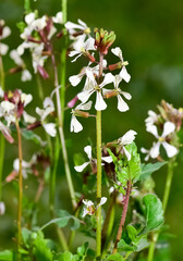 green plants used in making salads. The rocket plant growing in the field bloomed.