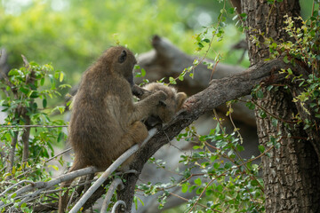 Babouin chacma, Papio ursinus , chacma baboon, Parc national Kruger, Afrique du Sud