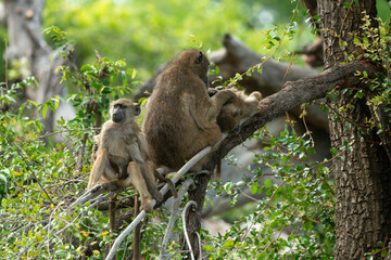 Babouin chacma, Papio ursinus , chacma baboon, Parc national Kruger, Afrique du Sud