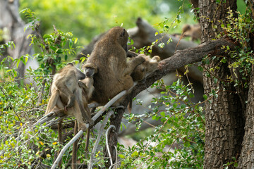 Babouin chacma, Papio ursinus , chacma baboon, Parc national Kruger, Afrique du Sud