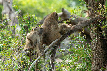 Babouin chacma, Papio ursinus , chacma baboon, Parc national Kruger, Afrique du Sud