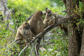 Babouin chacma, Papio ursinus , chacma baboon, Parc national Kruger, Afrique du Sud