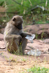 Babouin chacma, Papio ursinus , chacma baboon, Parc national Kruger, Afrique du Sud