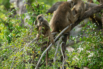 Babouin chacma, Papio ursinus , chacma baboon, Parc national Kruger, Afrique du Sud