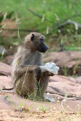 Babouin chacma, Papio ursinus , chacma baboon, Parc national Kruger, Afrique du Sud